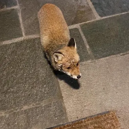 Maison Carrel Elegant 2 * ברויל-קרוויניה